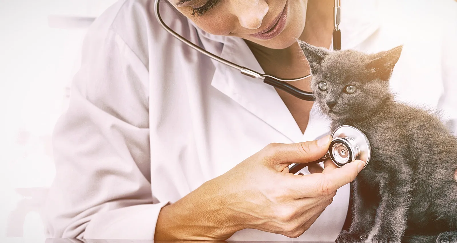 Veterinární klinika MVDr. Radek Jorda